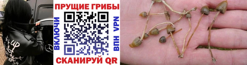 Галлюциногенные грибы Psilocybe Абинск